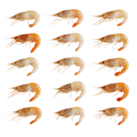 Colorful shrimps arranged neatly on a clean transparent background ready for culinary preparation or presentation, Cooked shrimps on transparent background png