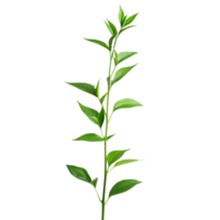 Andrographis paniculata plant with vibrant green leaves against a transparent background, Andrographis paniculata plant on transparent background png