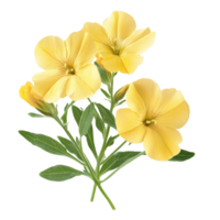 Elegant evening primrose flowers isolated on a transparent background for decorative and design purposes, evening primrose flowers isolated on transparent background png