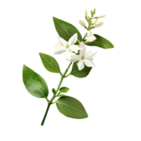 Single jasmine flower with green leaves on a transparent background, highlighting natures beauty and simplicity, Jasmine flower single stem isolated on transparent backgroud png