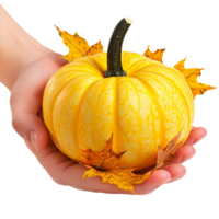 Holding a vibrant yellow pumpkin surrounded by autumn leaves in a cozy fall setting, Holding a yellow pumpkin with autumn leaves. Autumn pumpkin transparent background png