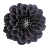 Elegant black dahlia bloom on a pristine transparent background showcasing its intricate petals, Black dahlia on isolated transparent background. Black color dahlia flower transparent background png