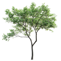 A solitary green tree with lush leaves isolated on a transparent background showcasing natures beauty and simplicity, Tree on transparent background, real tree green leaf isolate die cut file png