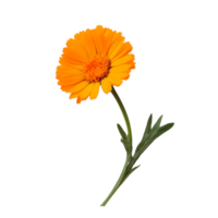 Vibrant calendula flower on a transparent background highlighting its fresh petals and green stem for decorative purposes, calendula transparent background png