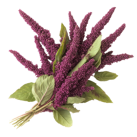Fresh amaranth vegetable showcased on a transparent background with vibrant green leaves, Amaranth vegetable as food ingridient transparent background png