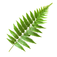 A vibrant fern leaf isolated on a clean, transparent background showcasing its intricate leaf structure and lush green color, Fern leaf isolated on transparent background png