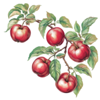 Delicious apples hanging from a branch with vibrant green leaves on a transparent background, Branch of delicious apples on whtie background cutouts png