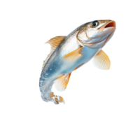 Dynamic fish leaping out of clear water in a vibrant display of natures energy, Dynamic Fish Leaping Out of Water High Resolutionisolated on transparent background png