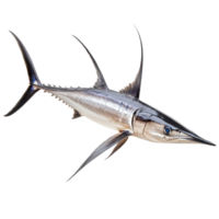 Swordfish with distinctive features isolated on a transparent background for culinary and educational use, Swordfish Isolated on transparent background png