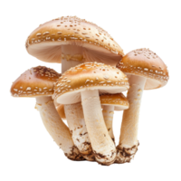 Group of fresh mushrooms with caps and stems isolated on a clean transparent background ready for culinary use, Multiple mushrooms isolated on transparent background png