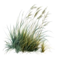 Tussock of grass with delicate seed heads against a transparent background, showcasing natures intricate details, tussock of grass on transparent background, png