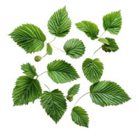 Fresh raspberry leaves arranged on a clean transparent surface for herbal tea preparation or gardening inspiration, Raspberry leaves on a transparent background png