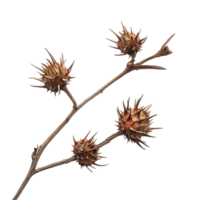 Castor plant branch with seed capsules displayed against a clean transparent background showcasing their unique textures and shapes, Castor on transparent background png