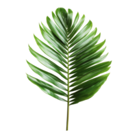 Isolated green leaf of a palm tree against a transparent background highlighting its texture and intricate details, green leaf of palm tree isolated on transparent background png