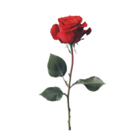 A single red rose with fresh green leaves placed elegantly on a simple transparent background, red rose with leaf on transparent background png