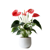 Anthurium plant with vibrant red flowers displayed against a minimalist transparent background, Anthurium plant transparent background png