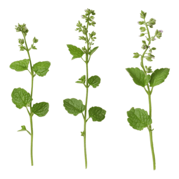 drie verschillend geneeskrachtig kattenkruid planten weergegeven Aan een schoon transparant achtergrond ideaal voor kruiden studie, drie geneeskrachtig planten kattenkruid Aan een transparant achtergrond png