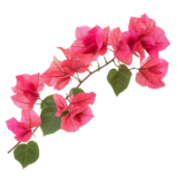 Bougainvillea flowers with vibrant pink petals displayed against a transparent background, bougainvillea flowers isolated transparent background png