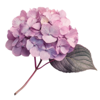 Beautiful hydrangea flower arrangement in shades of pink on a soft transparent background, Hydrangea flower on transparent background png