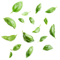 Fresh green basil leaves floating in the air against a transparent background to enhance culinary creativity, various of green basil leaves in the air isolated on transparent background png