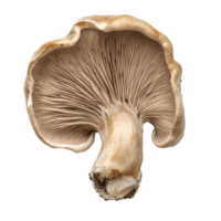 Jews Ear Mushroom isolated on a transparent background showcasing its unique texture and form perfect for culinary uses, Jews Ear Mushroom isolated on transparent background png
