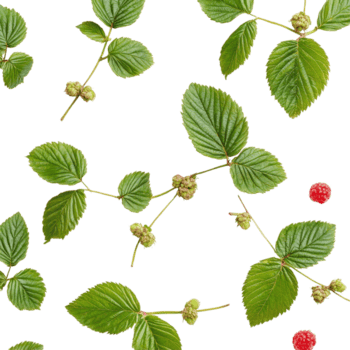 fresco lampone le foglie sparpagliato su un' pulito trasparente sfondo con maturo frutti di bosco e acerbo frutta, lampone le foglie su un' trasparente sfondo png