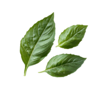 Fresh basil leaves on a transparent background showcasing their vibrant green color and texture, Bbasil leaf transparent background. Basil leaves transparent background png