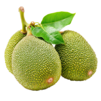Young jackfruits with vibrant green skin and leaves against a plain transparent background showcasing their fresh appearance, young jack fruits on transparent background png