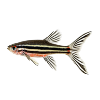 Zebra danio fish isolated on a transparent background showcasing its distinct stripes and vibrant colors, zebra danio fish, isolated transparent background png