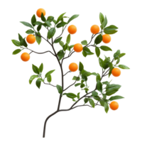 Orange tree branch with ripe fruit and vibrant green leaves against a transparent background, orange tree branch isolated on transparent background png