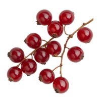 Fresh Bengal currants arranged on a transparent surface showcasing their vibrant red color and glossy texture, Carissa carandas Linn or Bengal currants on transparent background png
