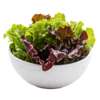 Fresh red oak lettuce in a transparent bowl on a simple transparent background ready for salad preparation, Red oak lettuce in transparent bowl on transparent background png