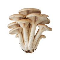 Straw mushrooms arranged in a cluster on a clean transparent background emphasizing their natural shape and texture, straw mushroom on transparent background png