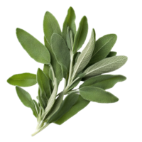 Fresh sage herb with vibrant green leaves isolated on a transparent background for culinary and medicinal use, sage herb isolated transparent background png