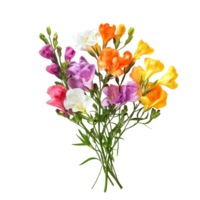 A vibrant bouquet of multicolored freesia flowers on a clean transparent background, Bouquet of freesia flowers, isolated on transparent background png