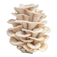 Oyster mushroom variety displayed against a clean transparent background highlighting its unique structure and texture, Oyster Mushroom on transparent background png