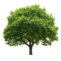 A large, lush green tree with broad leaves on a bright transparent background in natural setting, big tree with green leaves on transparent backgroundfile png