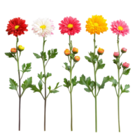 Colorful row of chrysanthemum flowers in various shades displayed against a light background, row of colorful chrysanthemum flowersfile of isolated object on transparent background png