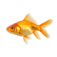 Vibrant goldfish Carassius auratus swimming gracefully against a clean transparent background in a tranquil setting, goldfish carassius auratus isolated on transparent background png