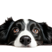 A Border Collie cleverly hiding and peeking out with curious eyes in a playful moment, Border Collie Hiding and Sneaking Head Out Isolated on transparent background png