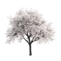A solitary cherry tree in full bloom stands majestically against a pristine transparent background, showcasing its delicate blossoms and textured bark, Cherry tree isolated transparent png