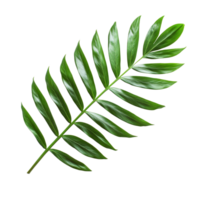 Isolated green palm leaf on a transparent background showcasing its natural texture and vibrant foliage in a minimalist style, green palm leaf isolated on transparent backgroundfile png