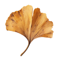 Dry ginkgo biloba leaf displayed against a clean transparent background highlighting its unique shape and texture, Dry ginkgo biloba plant leaf on a transparent background png