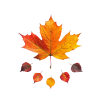 A vibrant maple leaf in autumn hues surrounded by smaller leaves on a transparent background showcasing falls beauty, maple leaf in autumn fall colour top view transparent background png