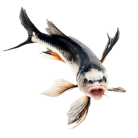 Dynamic leaping fish captured against a clean transparent background in a vivid display of motion and energy, Leaping Fish Action transparent background png