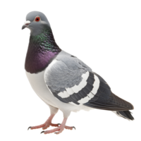 gris Pigeon permanent seul contre une plaine transparent Contexte mettant en valeur ses vibrant plumage détails, gris Pigeon isolé sur transparent Contexte png