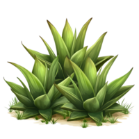 Three vibrant Agave bushes isolated on a transparent background, showcasing their unique foliage and shape, three Agave bushes, file of isolated object on transparent background png