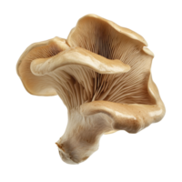 Jews Ear Mushroom isolated on a clean transparent background showcasing its unique shape and texture, Jews Ear Mushroom isolated on transparent background png