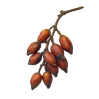Lansium parasiticum fruit cluster on a plain transparent backdrop highlighting its unique shape and color, Long Gong fruit Lansium parasiticum on transparent background png
