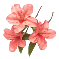 Beautiful azalea flowers in soft pink hues isolated on transparent background for aesthetic presentation, Azalea flowers isolated on transparent background cutout png